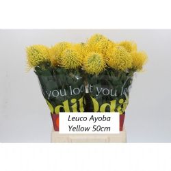  İthal Leucospermum Ayoba Yellow (10 dal-50cm)