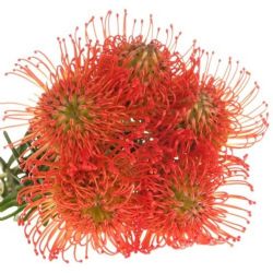  İthal Leucospermum Co Succession (5 Dal - 40 cm)