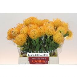  İthal Leucospermum Jelana (5 dal-40cm)