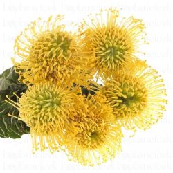  İthal Leucospermum Nut High Gold (5dal-50cm)