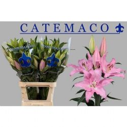 İthal Lilium Or Catemaco (Lilyum-10dal-100 cm)