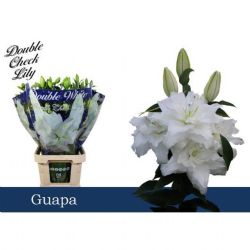  İthal Lilium Or Du Guapa (Lilyum-10dal-95 cm)
