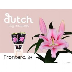  İthal Lilium OR Frontera (Pembe Kazablanka-10dal-85cm)