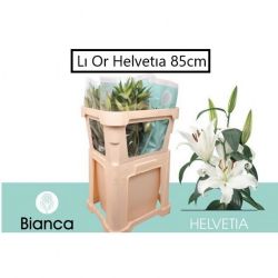  İthal Lilium Or Helvetıa (10 dal - 70cm)