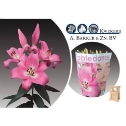  İthal Lilium OR Tabledanca (Pembe Kazablanka-10dal-90cm)