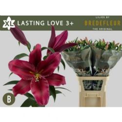  İthal Lilium Ot Lasting Love (Kazablanka-10dal-95 cm)