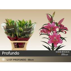  İthal Lilium OT Profundo (Pembe Kazablanka-10dal-90 cm)