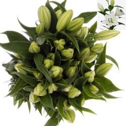  İthal Lilium Ot Tisento (Beyaz Kazablanka-10dal-90cm)