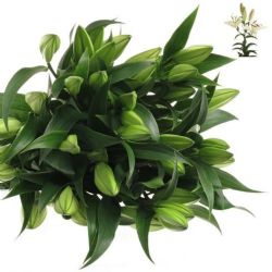  İthal Lilium Ot Zambesi XL (Beyaz Kazablanka-10dal-90cm)