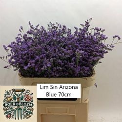  İthal Limonium Arizona Blue (25 dal-70 cm)