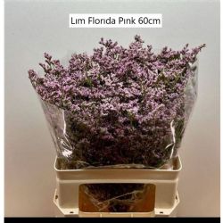  İthal Limonium Florida Pink (25 dal-60 cm)