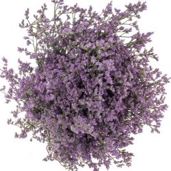  İthal Limonium Maine Blue (25 dal-60 cm)