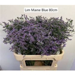  İthal Limonium Maine Blue (25 dal-80 cm)