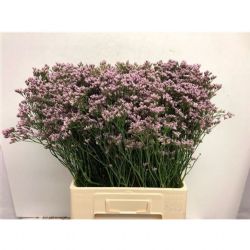  İthal Limonium MR Silver Pink (25 dal-60 cm)