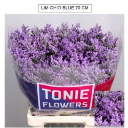  İthal Limonium Ov Maine Blue (25 dal-70 cm)