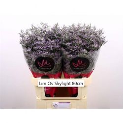  İthal Limonium Ov Skylight (25 dal-70 cm)