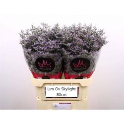  İthal Limonium Ov Skylight (25 dal-80 cm)