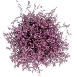  İthal Limonium Saf Lilac (25 dal-80cm)