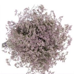  İthal Limonium Saf Oshi Pink (25 dal-60 cm)