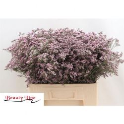  İthal Limonium Saf Oshi Pink (25 dal-60 cm)