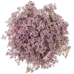  İthal Limonium Saf Oshi Pink (25 dal-70 cm)