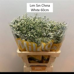  İthal Limonium Sin China White (25 Dal-60 cm)