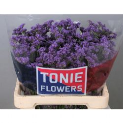  İthal Limonium Sin Kansas Blue (25dal-60cm)