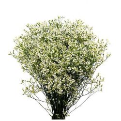  İthal Limonium Sin Moun Diamond (25 dal-70cm)