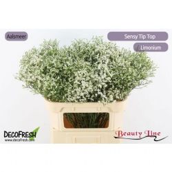  İthal Limonium Sin Tip Top (25 dal-80 cm)