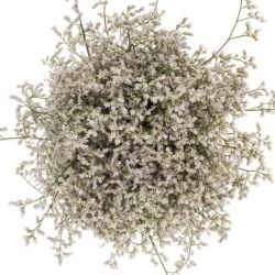  İthal Limonium Sin White Neto (25dal-75cm)