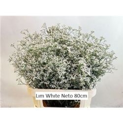  İthal Limonium Sin White Neto (25dal-80cm)