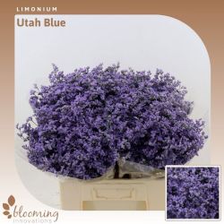  İthal Limonium Utah Blue (25 dal-60 cm)