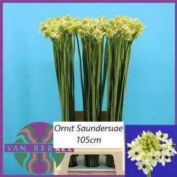  İthal Ornithogalum Saundersıae (Ornit-10dal-105 cm)