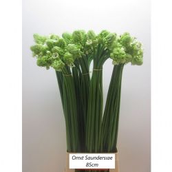  İthal Ornithogalum Saundersıae (Ornit-10dal-85 cm)