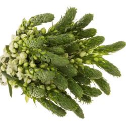  İthal Ornithogalum Thy Milky Way (Ornit-10dal-35 cm)
