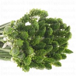  İthal Ornithogalum Thyrsoides (Ornit-50dal-60cm)