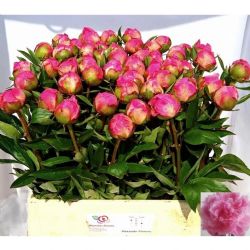  İthal Paeonia DR Alex Fleming (Şakayık-5 dal-55 cm)