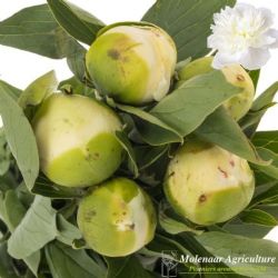  İthal Paeonia Duchesse Nemo (Şakayık-5 dal-60cm)