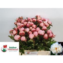  İthal Paeonia Gardenia Açık Pembe (Şakayık-5 dal-60 cm)