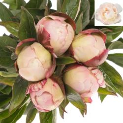  İthal Paeonia Gardenia (Şakayık-5 dal-55 cm)