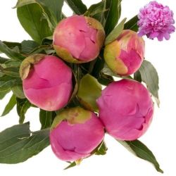  İthal Paeonia Jules Elie (Şakayık-5 dal-55cm)