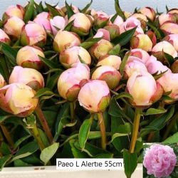  İthal Paeonia L Alertie 55cm (Şakayık - 5 Dal)