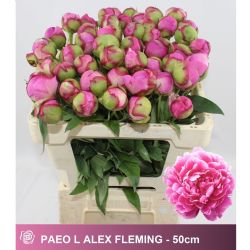  İthal Paeonia L Alex Fleming (Şakayık-5 dal-50cm)