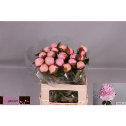  İthal Paeonia L Angel Cheeks (Şakayık-5 dal-55 cm)