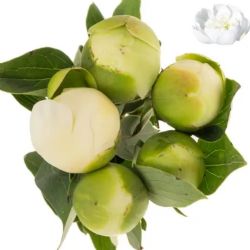  İthal Paeonia L Bridal Shower 50cm (Şakayık - 5 Dal)