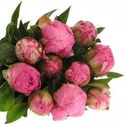  İthal Paeonia L Jacorma (Pembe Şakayık-5 dal-60cm)