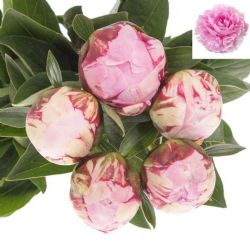  İthal Paeonia L Sarah Bernhard (Şakayık-5 dal-50cm)
