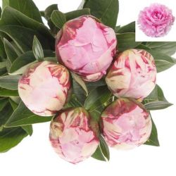  İthal Paeonia L Sarah Bernhard (Şakayık-5 dal-55cm)