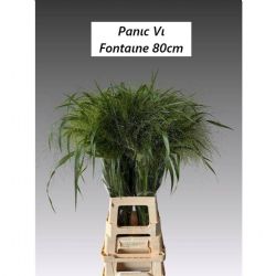  İthal Panicum Fountain (50 dal-80 cm)