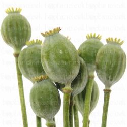  İthal Papaver SOM Zaaddozen (65cm-10dal)
